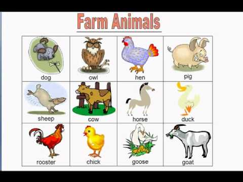 Farm Animals Bingo Games YouTube