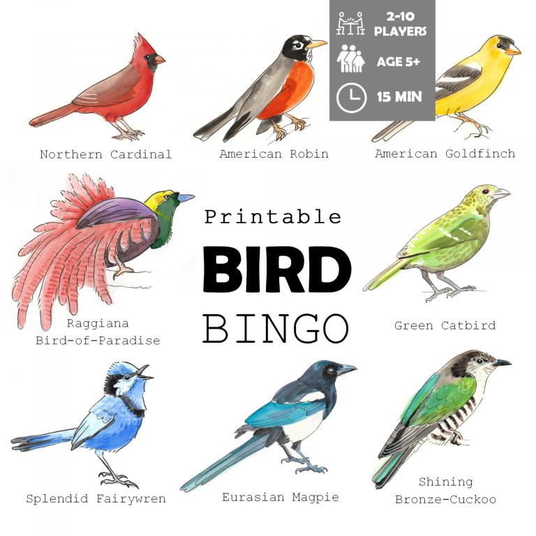 Bird Bingo Adventure In A Box