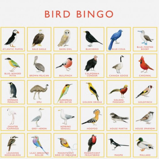 Bird Bingo Game Christine Berrie Scout Co Bingo 