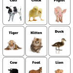 10 Best Free Printable Animal Flash Cards Printablee