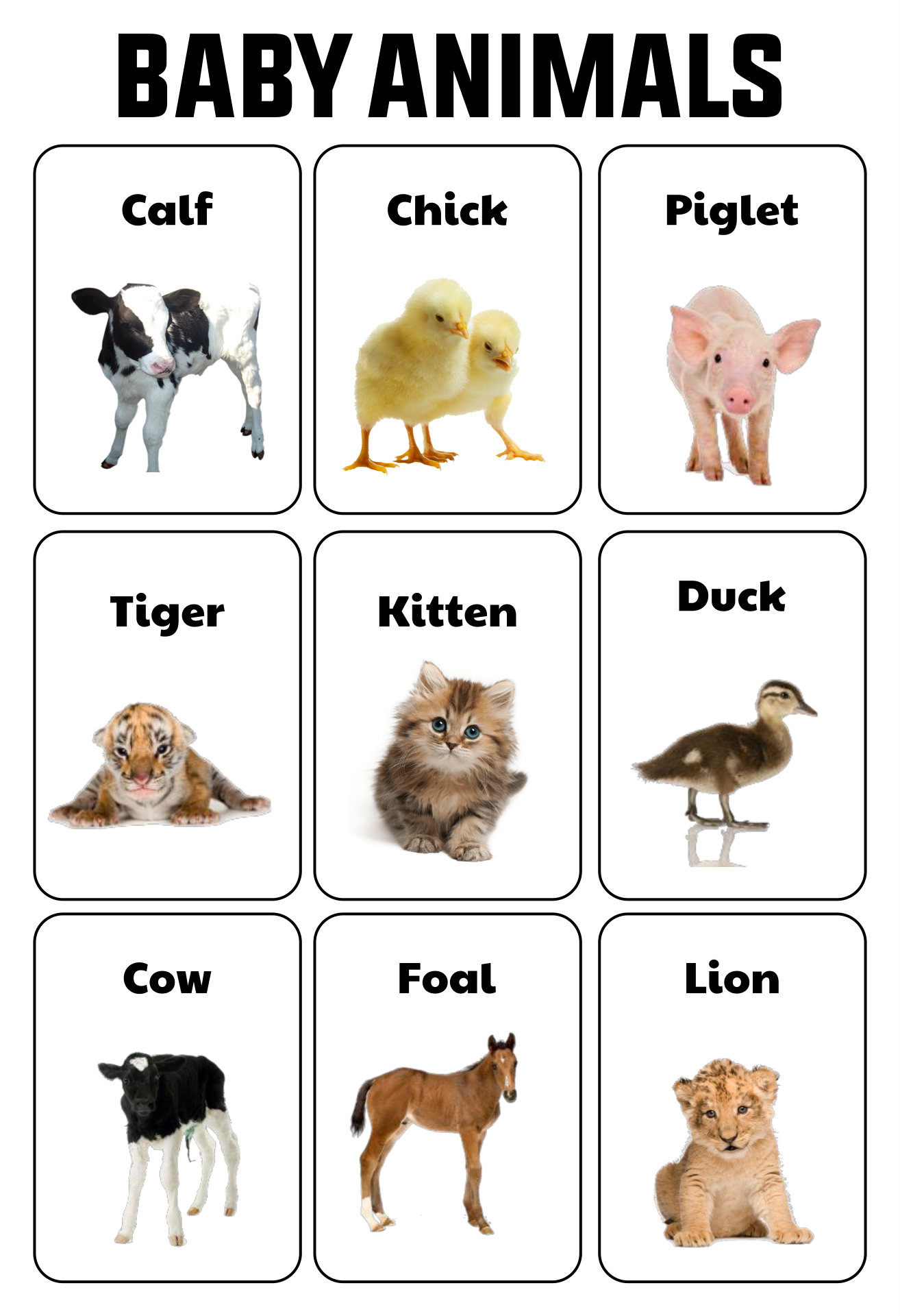 10 Best Free Printable Animal Flash Cards Printablee