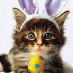Adorable Dogs And Cats Dressed Up For Easter Animals Zone
