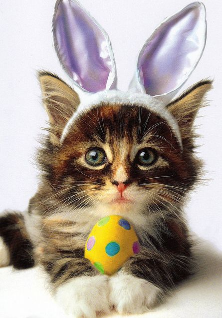 Adorable Dogs And Cats Dressed Up For Easter Animals Zone