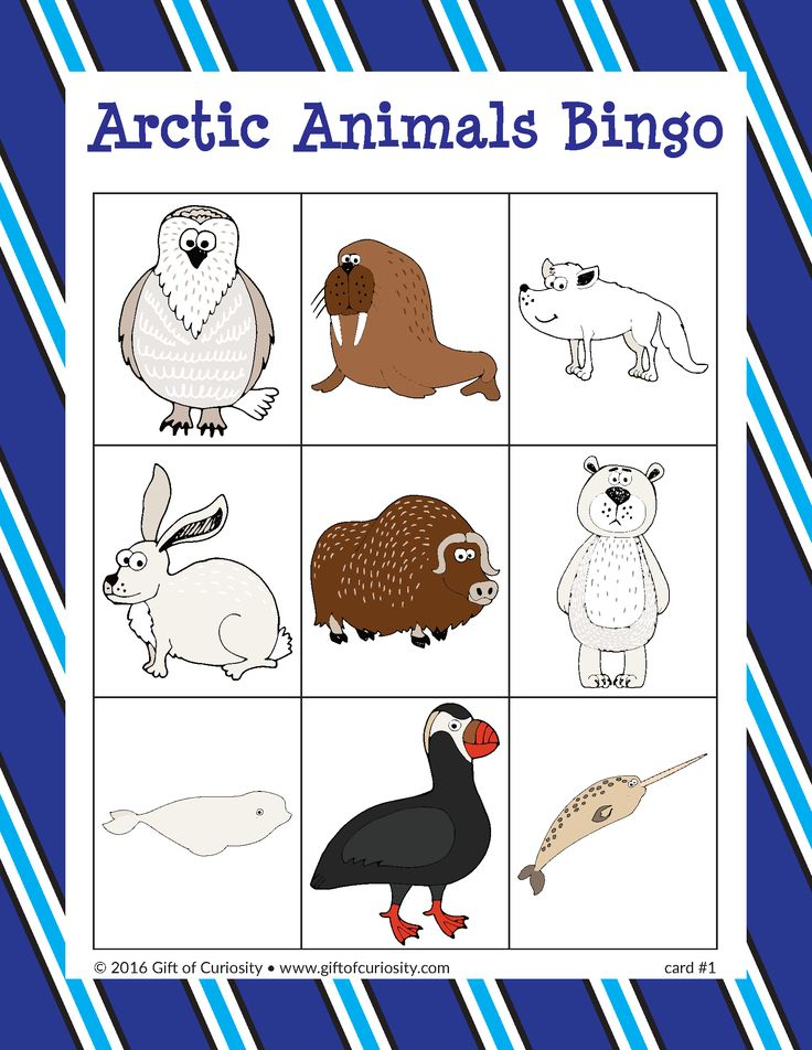Arctic Animals Bingo Arctic Animals Arctic Animals 