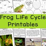 Frog Life Cycle Printables Fun With Mama