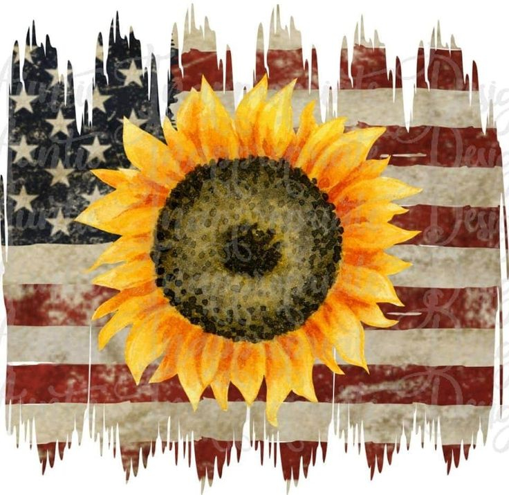 Pin By Cyndy Simons On Sweet Sunflowers Sunflower 