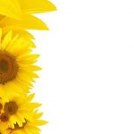 Sunflower Wedding Invitation Template Cards Design Templates