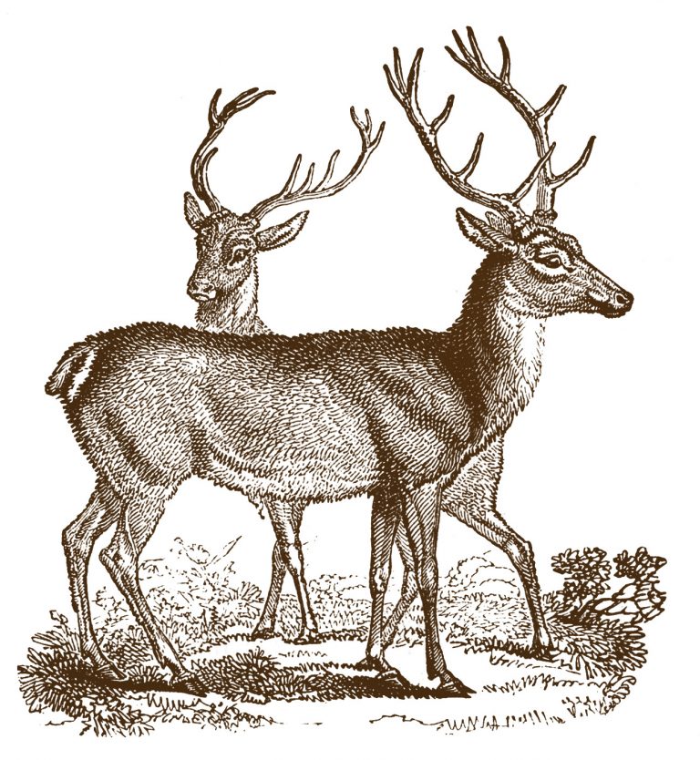 Vintage Clip Art Lovely Deer Christmas The Graphics