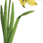 Vintage Daffodil Picture The Graphics Fairy