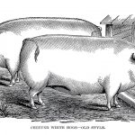 Vintage Farm Clip Art 2 Portly Pigs The Graphics Fairy