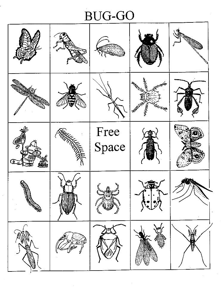 Bug Bingo Bug Activities Bingo Printable Bingo Cards
