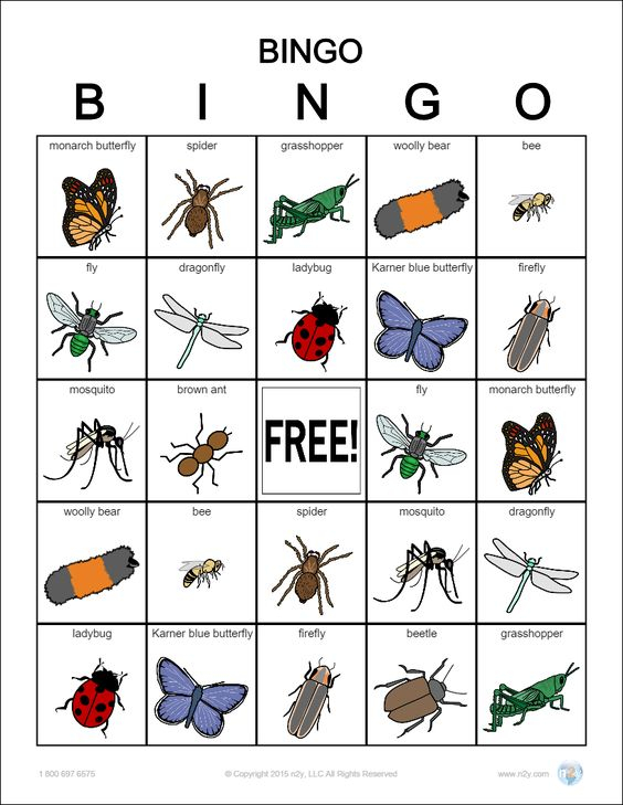 BUG CARDS EDIBLE INSECTS DOWNLOAD BUG BINGO CARDS